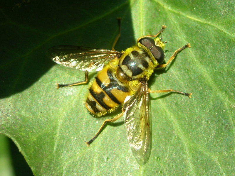 Myathropa florea (Syrphidae)
